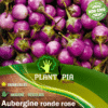 Sachet de graines & semences aubergine ronde rose par Plantopia Maroc