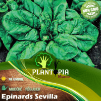 Sachet graines epinards Sevilla par Plantopia Maroc - Fournisseur graines d'épinards Sevilla