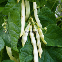Semence bio haricot nain Riñon à Casablanca Marrakech Essaouira Safi Rabat Agadir Rabat Tanger Fes