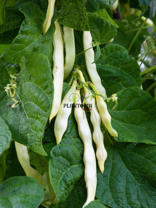 Semence bio haricot nain Riñon à Casablanca Marrakech Essaouira Safi Rabat Agadir Rabat Tanger Fes