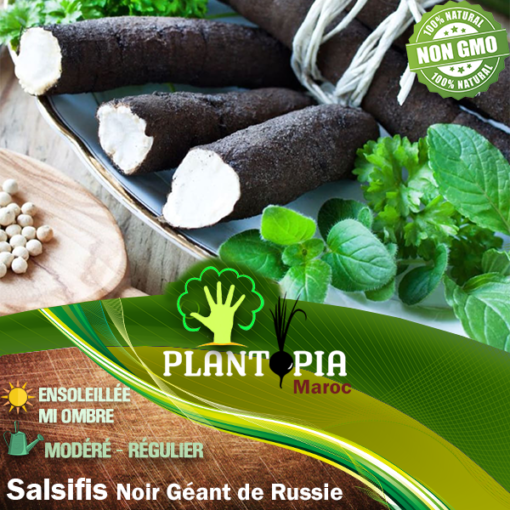 Semences et graines de salsifis noir géant de Russie au Maroc - Graines de salsifis Plantopia Maroc