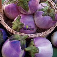 Vente graines et semences de plantes légumes au Maroc - Aubergine ronde rose