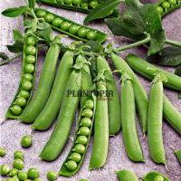 بذور عضوية لنبات البازلاء جلبانة الديرمان للزراعة في المنزل في المغرب - Semences de pois bio