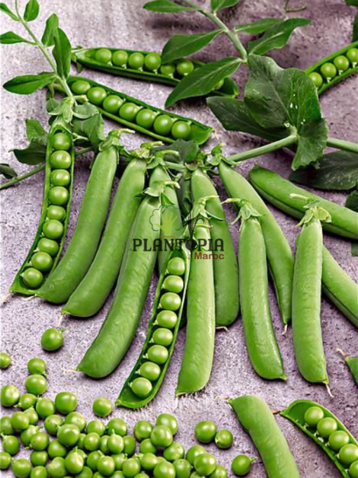 بذور عضوية لنبات البازلاء جلبانة الديرمان للزراعة في المنزل في المغرب - Semences de pois bio
