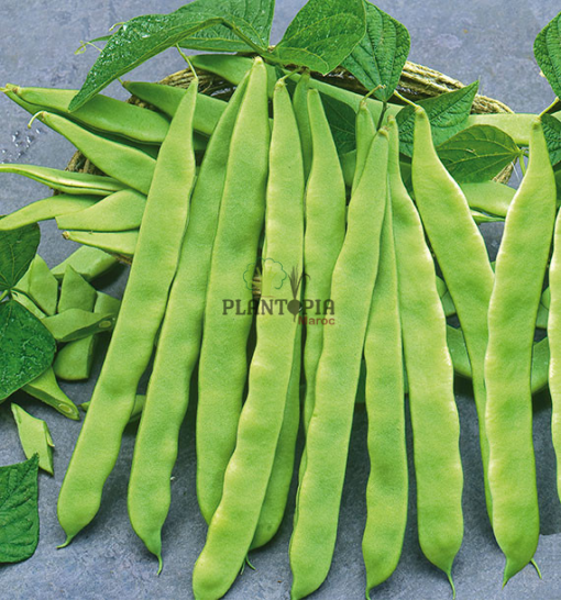 بذور عضوية لنبات الفاصولياء لوبيا للزراعة في المنزل في المغرب - Semences bio haricot Helda Plantopia