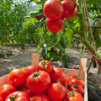 Culture de tomate Marglobe à Marrakech Casablanca Rabat Agadir Dakhla - Plantopia Maroc