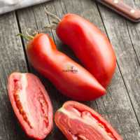 Culture de tomate andine cornue Marrakech Ourika Inzegane Taroudant Mehdia Kenitra Jadida Laarache