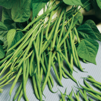 Graines BIO haricot nain mange tout variete Slanderette à Marrakech Tanger Agadir Dakhla Laayoune Maroc