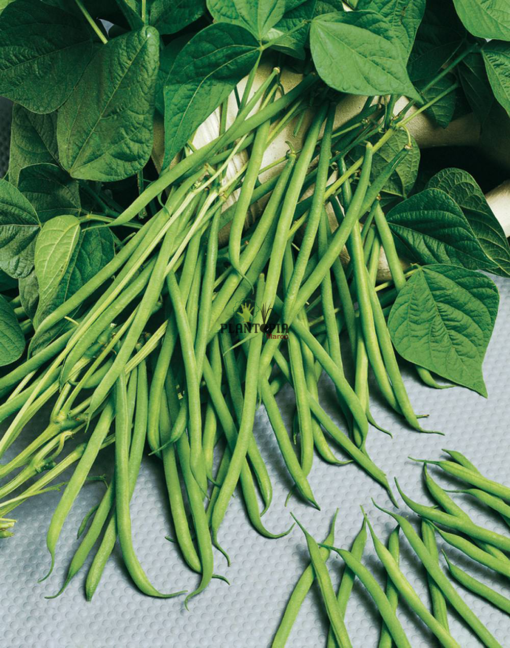 Graines BIO haricot nain mange tout variete Slanderette à Marrakech Tanger Agadir Dakhla Laayoune Maroc