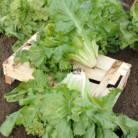 Graines de Chicorée escarole cornet de bordeaux à Casablanca Bouskoura Rabat Marrakech Sale Tanger Agadir