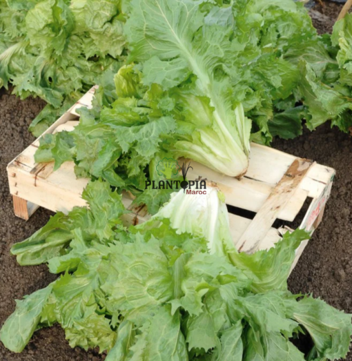 Graines de Chicorée escarole cornet de bordeaux à Casablanca Bouskoura Rabat Marrakech Sale Tanger Agadir