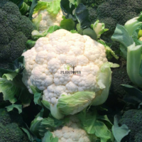 Graines de chou fleur Optimist F1 à Casablanca Bouskoura Marrakech Rabat Agadir Dakhla Tanger Fes Safi