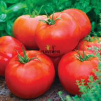 Graines de tomate Ace 55 VF pour jrdinage urbain à Casablanca Rabat Sale Marrakech Temara Kenitra Fes