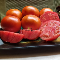 Graines et semences de tomate Marglobe à Oujda Nador Agadir Tiznit Taroudant