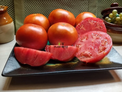 Graines et semences de tomate Marglobe à Oujda Nador Agadir Tiznit Taroudant