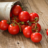 Graines et semences de tomate Marglobe à Tanger Nador Tetouan Houceima Chefchaouen Martil Fnideq Sale