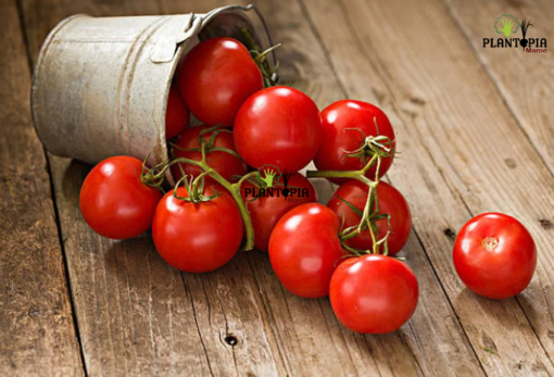 Graines et semences de tomate Marglobe à Tanger Nador Tetouan Houceima Chefchaouen Martil Fnideq Sale