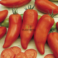 Graines et semences de tomate andine cornue à Casablanca Marrakech Rabat Bouskoura Agadir Tanger Salé