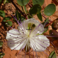Graines fleur de caprier chez Plantopia Marrakech Casablanca Rabat Agadir Tanger Tetouan Nador Benslimane