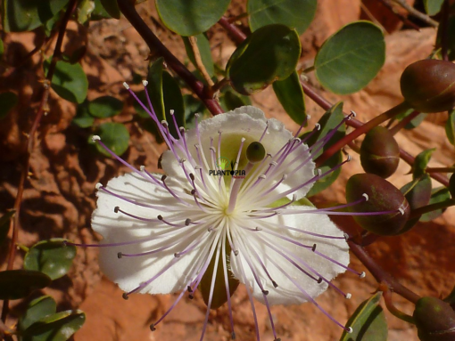 Graines fleur de caprier chez Plantopia Marrakech Casablanca Rabat Agadir Tanger Tetouan Nador Benslimane