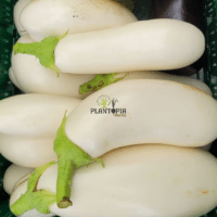 Graines & semences d'aubergine blanche monstrueuse de New York à Caablanca Rabat Bouskoura Marrakech