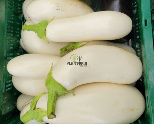 Graines & semences d'aubergine blanche monstrueuse de New York à Caablanca Rabat Bouskoura Marrakech