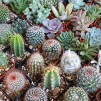 Graines & semences de cactus varie et plantes succulentes à Oujda Settat Berrechid Tanger Sale Fes Meknes