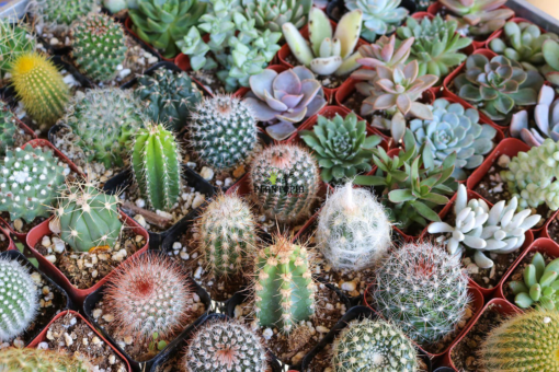 Graines & semences de cactus varie et plantes succulentes à Oujda Settat Berrechid Tanger Sale Fes Meknes