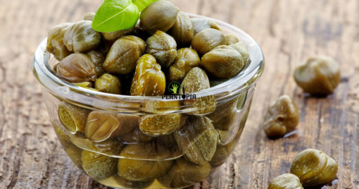 Graines & semences de capre à Casablanca Sale Fes Rabat Meknes Marrakech Bouskoura Essaouira Safi El Jadida