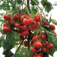 Graines & semences de tomate Marglobe à Essaouira Dakhla laayoune Settat Berrechid Doukala Khouringa Azrou