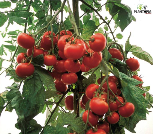 Graines & semences de tomate Marglobe à Essaouira Dakhla laayoune Settat Berrechid Doukala Khouringa Azrou
