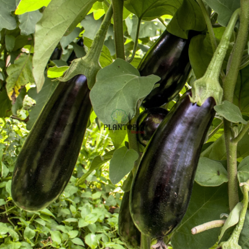 Graines & semences hybrides d'aubergine Baluroi F1 à Casablanca Rabat Marrakech Bouskoura Settat Oujda Sale