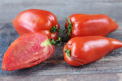 Graines & semences potageres de tomate andine cornue chez Plantopia Maroc