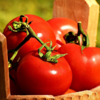 Graines tomate Ace 55 VF à Dakhla Laayoune Tatouan Nador Saidia Oujda Ourika Sebt Ben sasi Kelaa sraghna