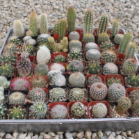Melange de mini cactus et plantes succulentes à Casablanca Bouskoura Rabat Marrakech Tanger Agadir Safi