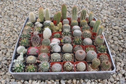 Melange de mini cactus et plantes succulentes à Casablanca Bouskoura Rabat Marrakech Tanger Agadir Safi