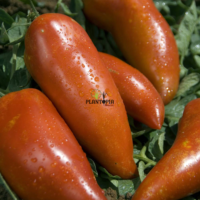 Plant tomate andine cornue à Marrakech Meknes Fes Ifrane Azrou Khouribga Houceima Chefchaouen