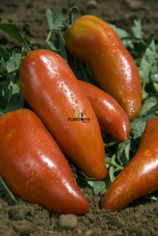 Plant tomate andine cornue à Marrakech Meknes Fes Ifrane Azrou Khouribga Houceima Chefchaouen