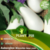 Sachet de Graines & semences d'aubergine blanche Monstrueuse de New York - Plantopia Maroc