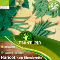 Sachet de graines & semences BIO d'haricot nain mane tout Slenderette - Plantopia Maroc