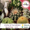 Sachet de graines & semences de cactus & plantes grasses en melange - Plantopia Maroc