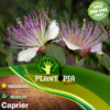 Sachet de graines & semences de caprier - Plantopia Maroc