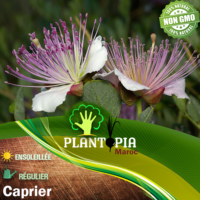 Sachet de graines & semences de caprier - Plantopia Maroc