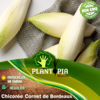 Sachet de graines & semences de chicorée scarole variété Cornet de bordeaux - Plantopia Maroc