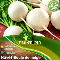 Sachet de graines & semences de navet boule de neige - Plantopia Maroc
