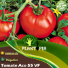 Sachet de graines & semences de tomate Mata Bata Ace 55 VF - Plantopia Maroc
