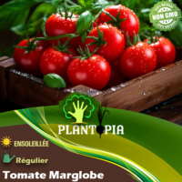 Sachet de graines & semences de tomate ancienne Maglobe - Plantopia Maroc