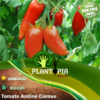 Sachet de graines & semences de tomate andine cornue - Plantopia Maroc