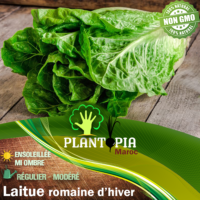 Sachet de raines & semences potagères de laitue hivernale - Plantopia Maroc