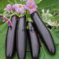 Semences hybrides Aubergine Baluroi F1 Dakhla Essaouira Safi El Jadida Tanger Agadir Nador Tetouan Berrechid
